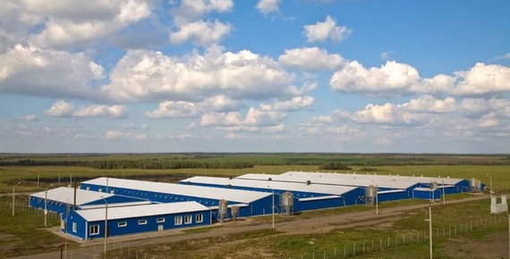 Строительство быстровозводимых свинокомплексов в Челябинске